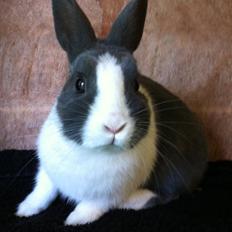 Kanin Coco Chanel ( Hermelin)