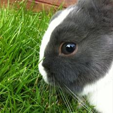 Kanin Coco Chanel ( Hermelin)