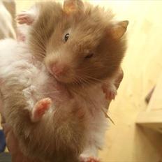 Hamster Trunte