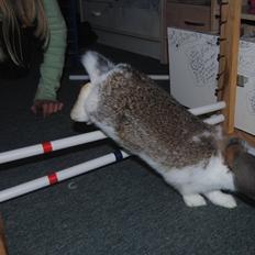 Kanin Baby Royal<3:-*