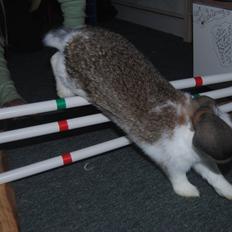 Kanin Baby Royal<3:-*