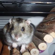 Dværghamster Eigil