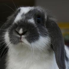 Kanin Kildevangs Wincent Filias