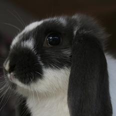 Kanin Kildevangs Wincent Filias