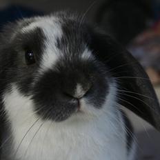 Kanin Kildevangs Wincent Filias