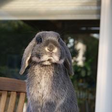 Kanin Kaninbjergets Callisto