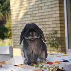 Kanin Kaninbjergets Callisto