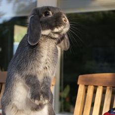 Kanin Kaninbjergets Callisto