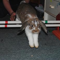 Kanin Baby Royal<3:-*