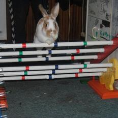 Kanin Hyggegården´s Ninus<3 (Stjernen) My little s