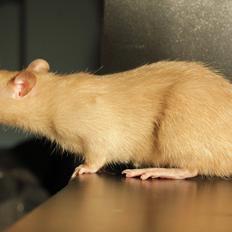 Tamrotte Mellieha Nessie