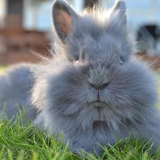 Kanin Fyldbinggaards Princess Tjess