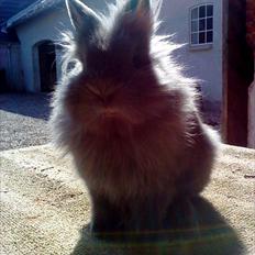 Kanin Fyldbinggaards Princess Tjess