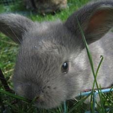 Kanin | Nanze's Puerto de la Cruz 