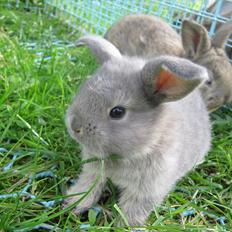 Kanin | Nanze's Puerto de la Cruz 