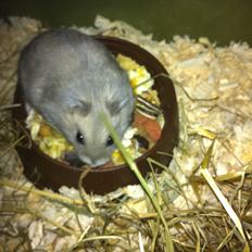 Dværghamster Victor