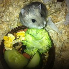 Dværghamster Victor