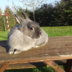 Kanin Flower <3 (Solgt)