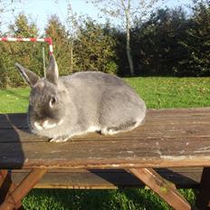 Kanin Flower <3 (Solgt)