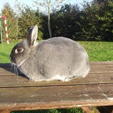 Kanin Flower <3 (Solgt)