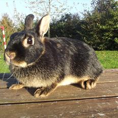 Kanin Black <3  (Solgt)