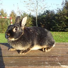 Kanin Black <3  (Solgt)