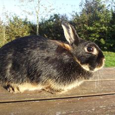 Kanin Black <3  (Solgt)