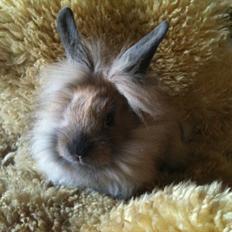 Kanin Hopnin's~Freaky Malbina<3