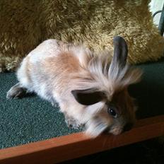 Kanin Hopnin's~Freaky Malbina<3