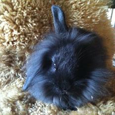 Kanin Hopnin's~Laika Duemmo<3