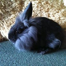 Kanin Hopnin's~Laika Duemmo<3