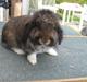 Kanin Gaunby's Nike