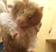 Hamster Trunte