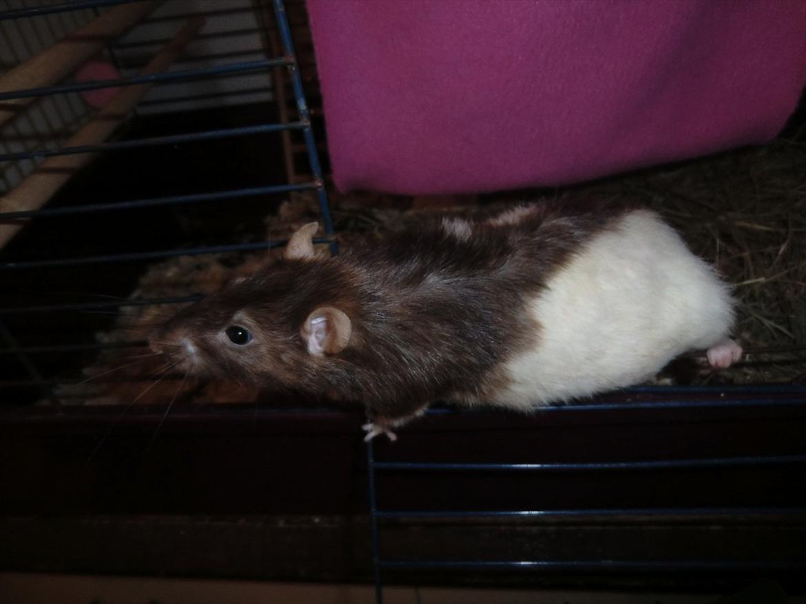 Tamrotte Ricko billede 13