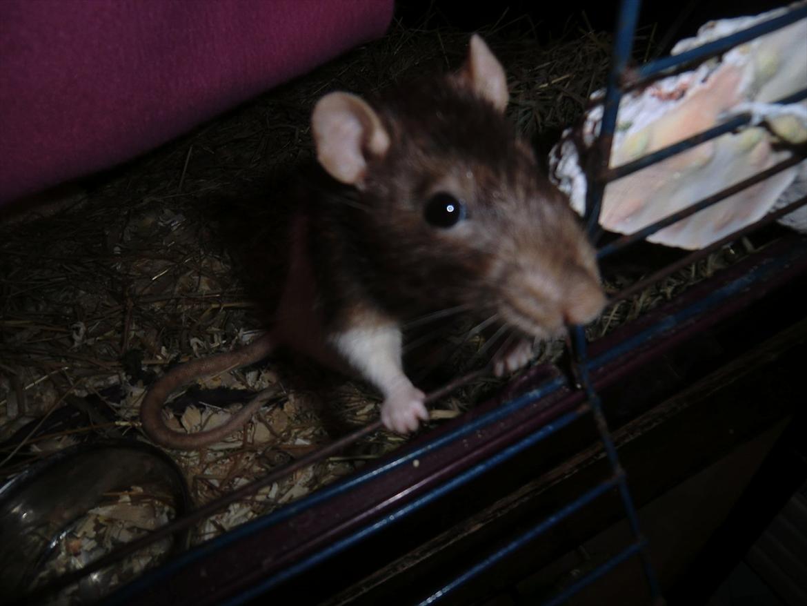 Tamrotte Ricko billede 14