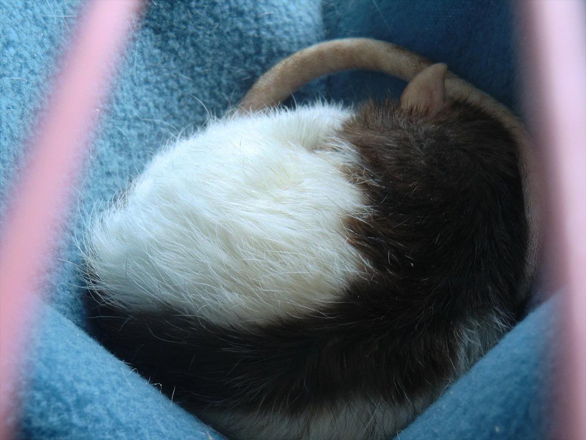 Tamrotte Ricko billede 15