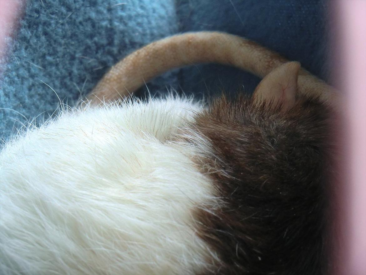 Tamrotte Ricko billede 16