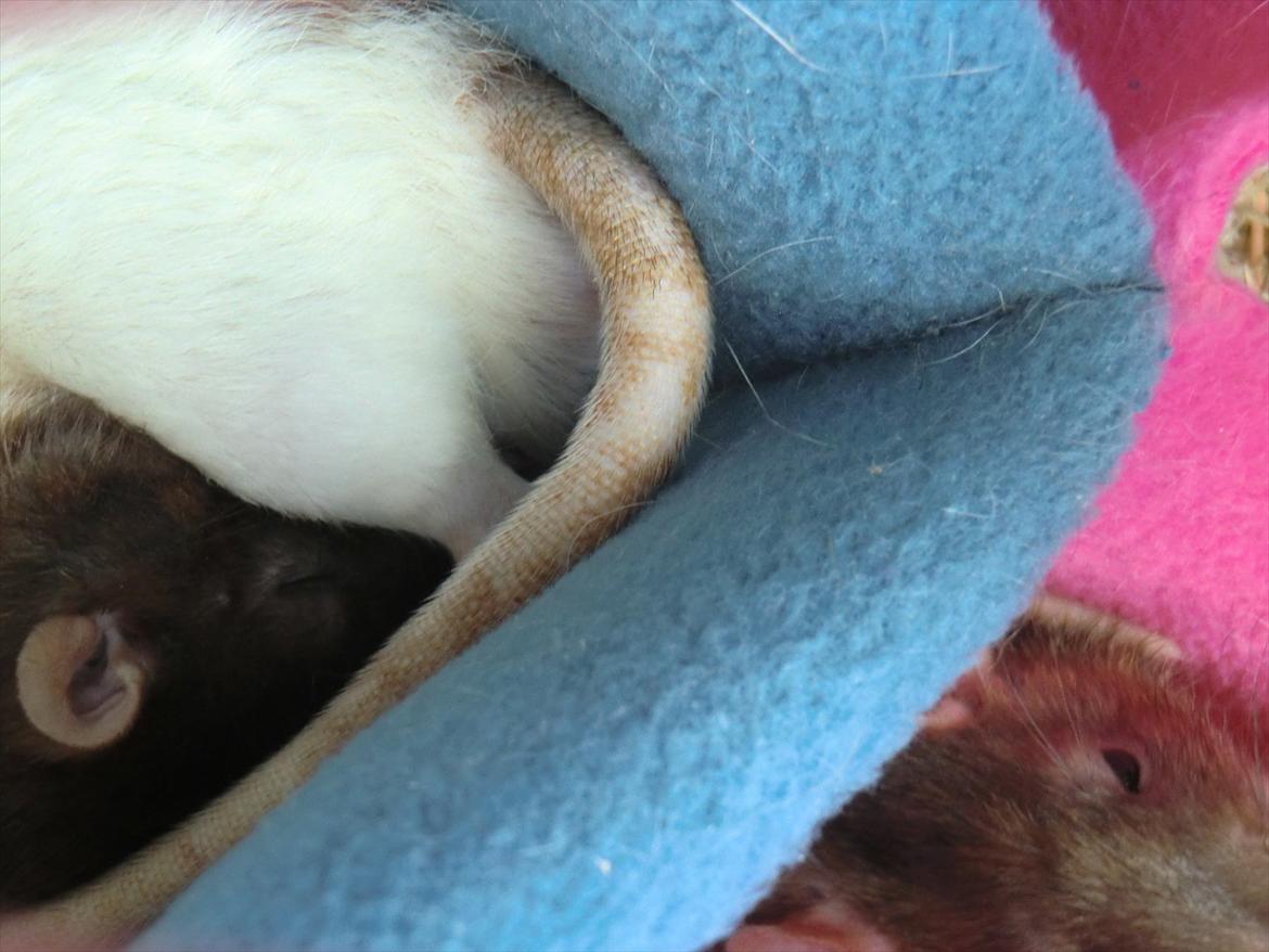 Tamrotte Ricko billede 17