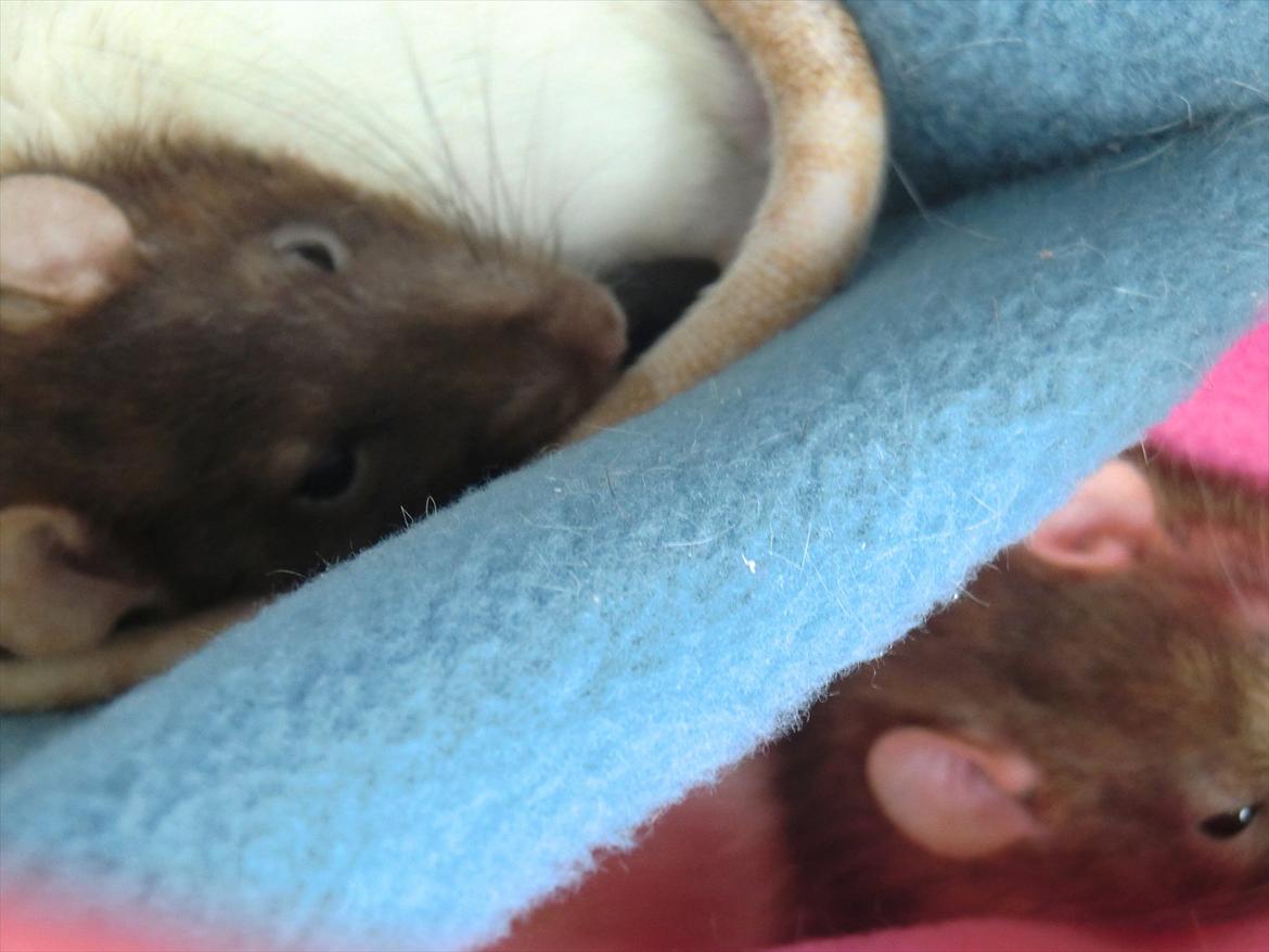 Tamrotte Ricko billede 18