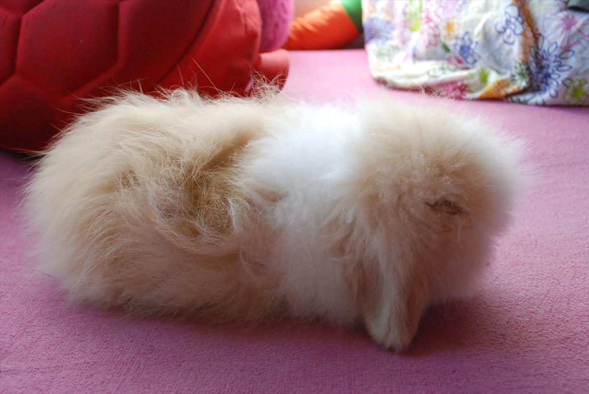 Kanin Teddy vædder Sulajma-tøsen billede 1