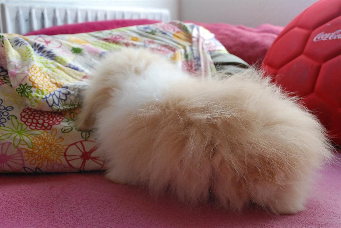 Kanin Teddy vædder Sulajma-tøsen billede 2