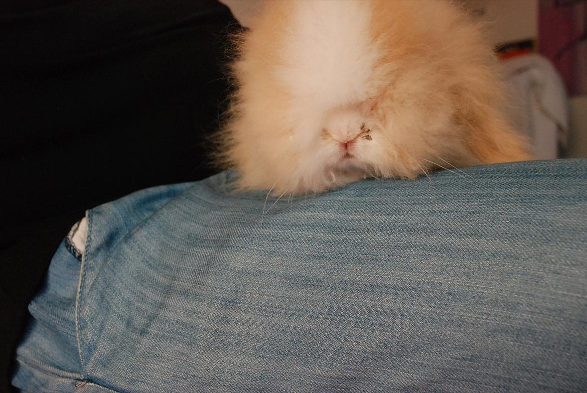 Kanin Teddy vædder Sulajma-tøsen billede 3