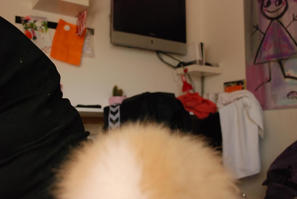 Kanin Teddy vædder Sulajma-tøsen billede 4