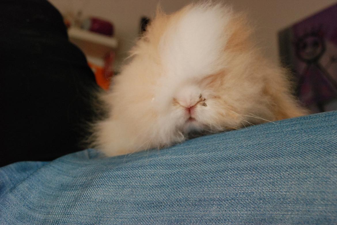 Kanin Teddy vædder Sulajma-tøsen billede 5