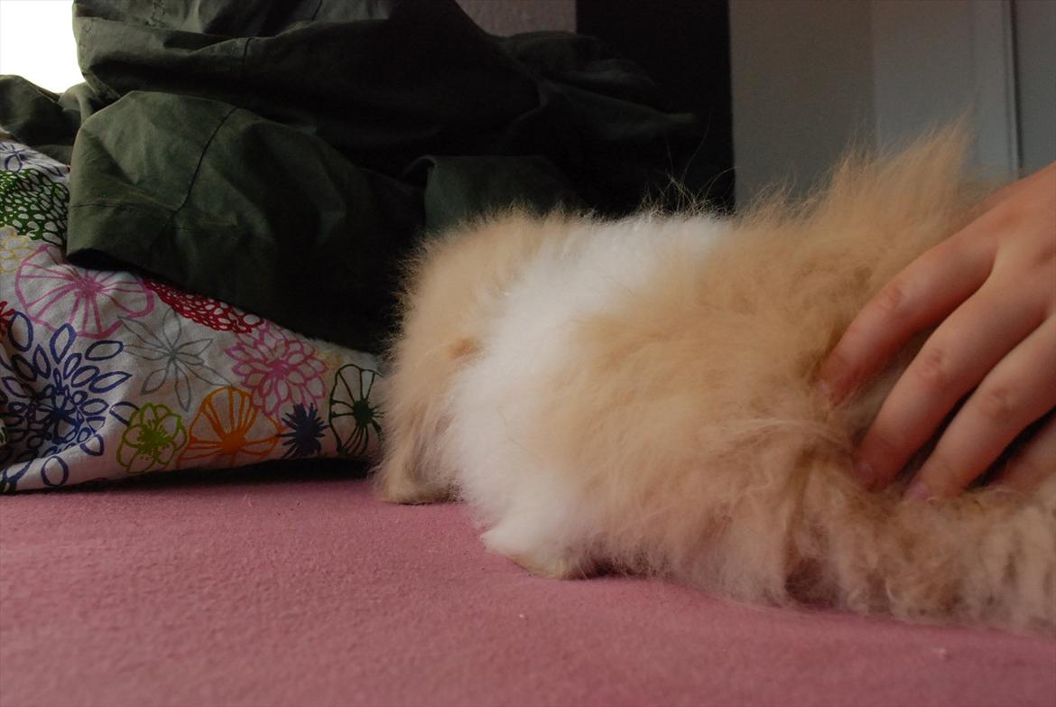 Kanin Teddy vædder Sulajma-tøsen billede 6