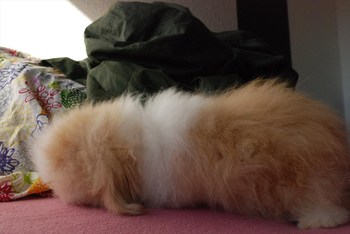 Kanin Teddy vædder Sulajma-tøsen billede 7