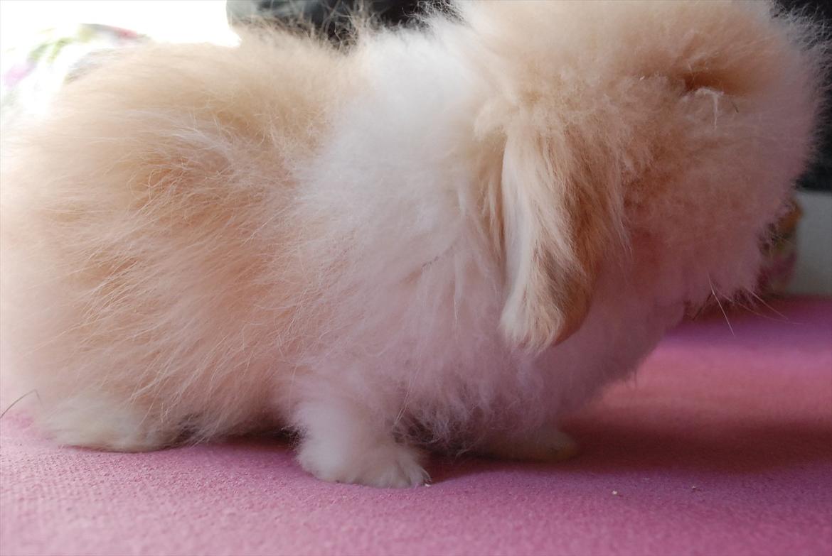 Kanin Teddy vædder Sulajma-tøsen billede 8