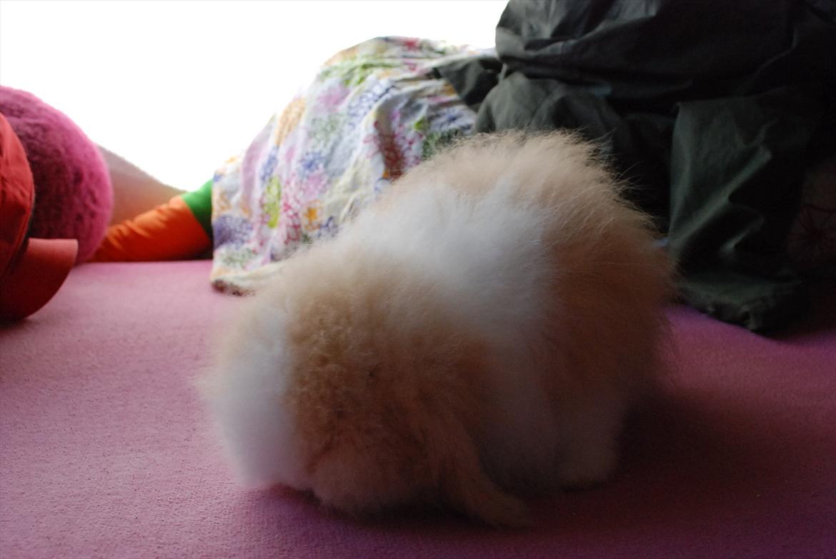 Kanin Teddy vædder Sulajma-tøsen billede 9