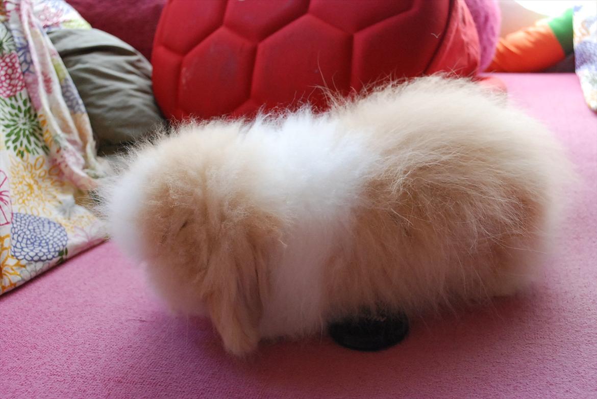 Kanin Teddy vædder Sulajma-tøsen billede 10