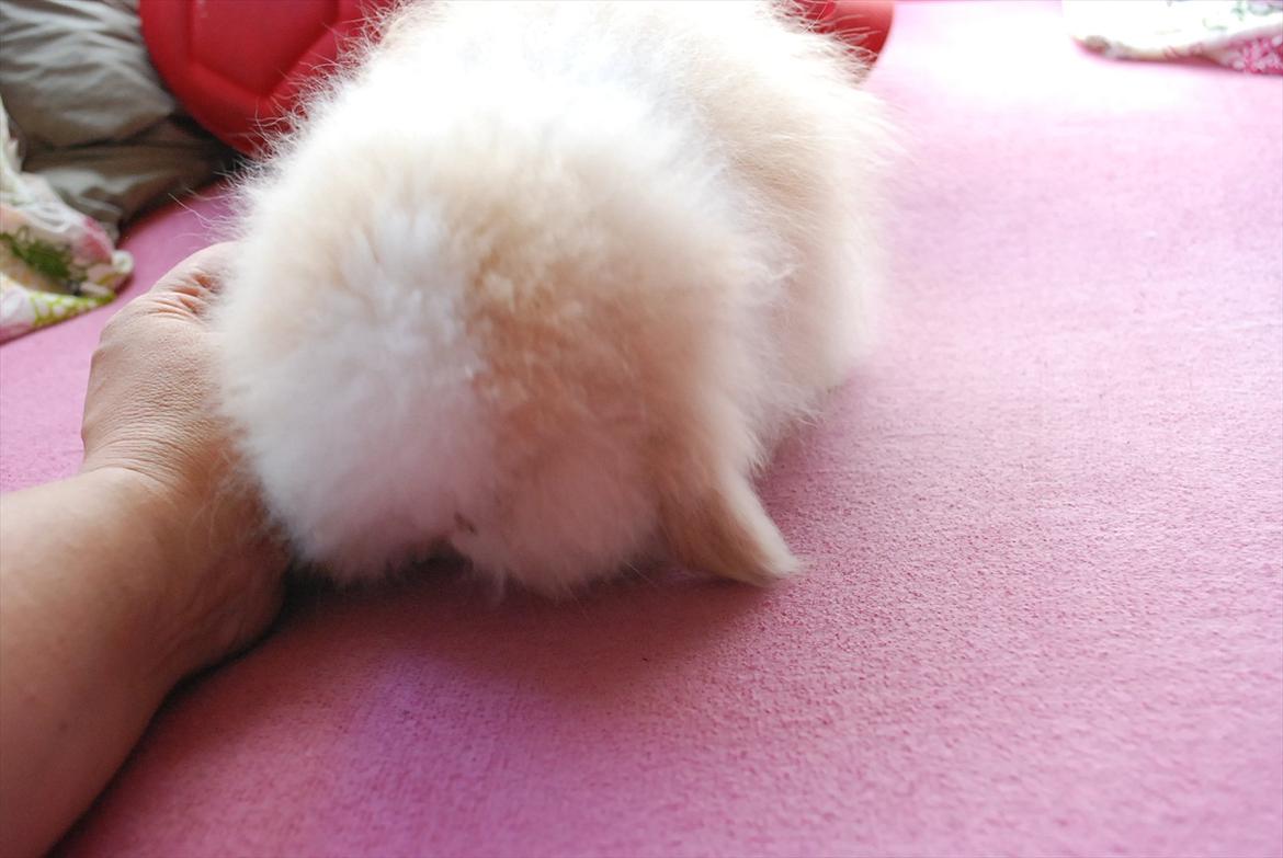 Kanin Teddy vædder Sulajma-tøsen billede 11